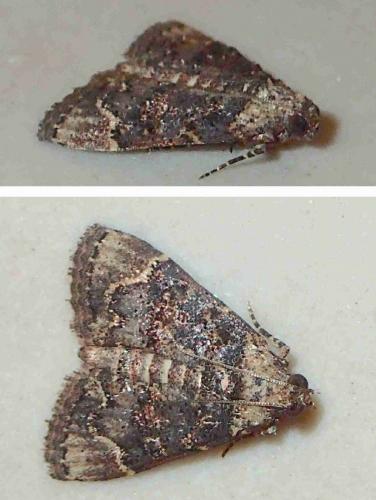 Réf. 227 042 : Orthaga sp.